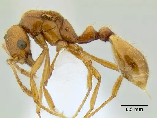 Solenopsis succinea specimen CASENT0106271 image casent0106271_3