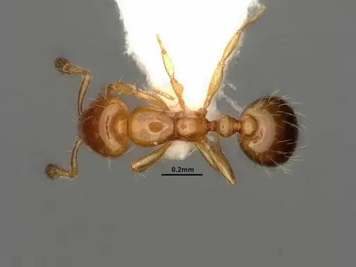 Solenopsis succinea specimen CASENT0884321 image casent0884321_1