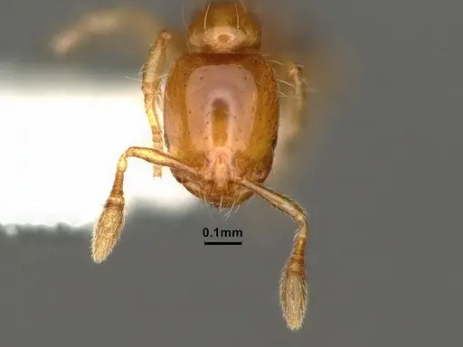 Solenopsis succinea specimen CASENT0884321 image casent0884321_2