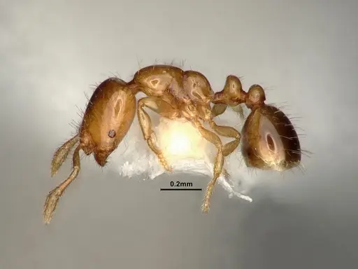 Solenopsis succinea specimen CASENT0884321 image casent0884321_3