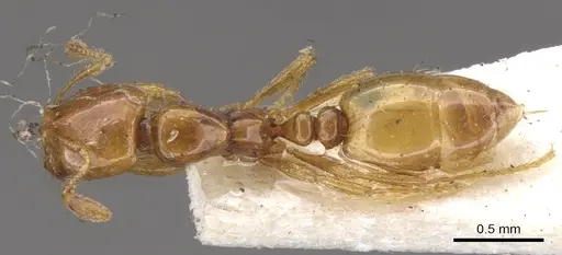 Solenopsis succinea specimen CASENT0902342 image casent0902342_1