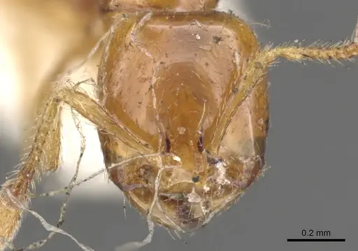 Solenopsis succinea specimen CASENT0902342 image casent0902342_2
