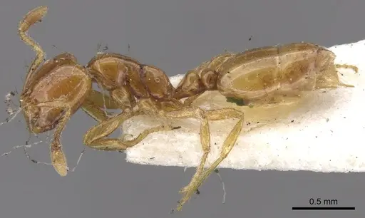 Solenopsis succinea specimen CASENT0902342 image casent0902342_3
