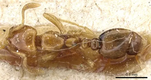 Solenopsis succinea specimen CASENT0904633 image casent0904633_1