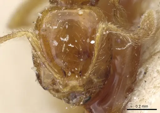 Solenopsis succinea specimen CASENT0904633 image casent0904633_2
