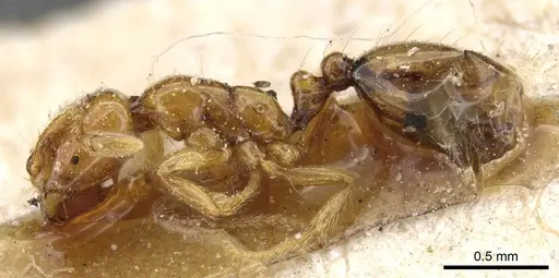 Solenopsis succinea specimen CASENT0904633 image casent0904633_3