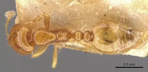 Solenopsis succinea specimen CASENT0908850 image casent0908850_1