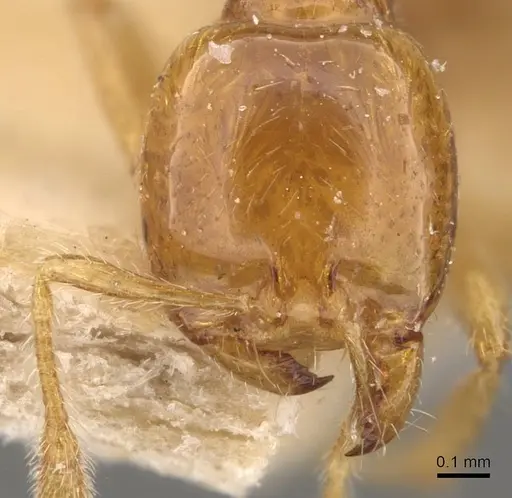 Solenopsis succinea specimen CASENT0908850 image casent0908850_2