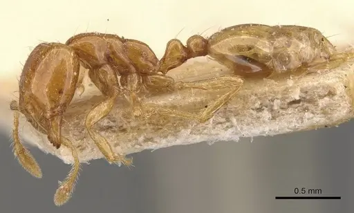 Solenopsis succinea specimen CASENT0908850 image casent0908850_3