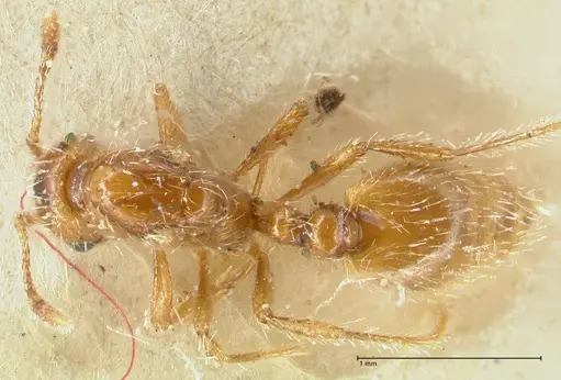 Solenopsis succinea specimen FOCOL1885 image focol1885_1