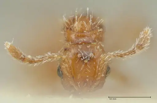 Solenopsis succinea specimen FOCOL1885 image focol1885_2