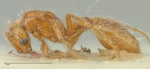 Solenopsis succinea specimen FOCOL1885 image focol1885_3