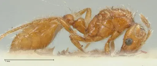 Solenopsis succinea specimen FOCOL1885 image focol1885_4
