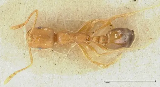 Solenopsis succinea specimen FOCOL1886 image focol1886_1