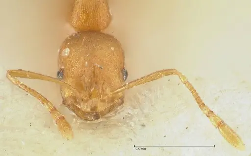 Solenopsis succinea specimen FOCOL1886 image focol1886_2
