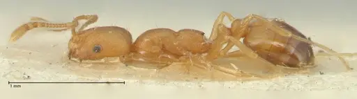 Solenopsis succinea specimen FOCOL1886 image focol1886_3