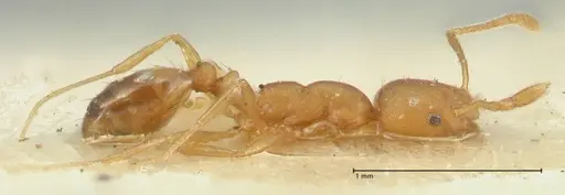 Solenopsis succinea specimen FOCOL1886 image focol1886_4