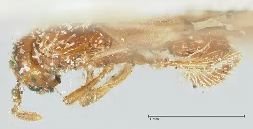 Solenopsis succinea specimen FOCOL1887 image focol1887_1