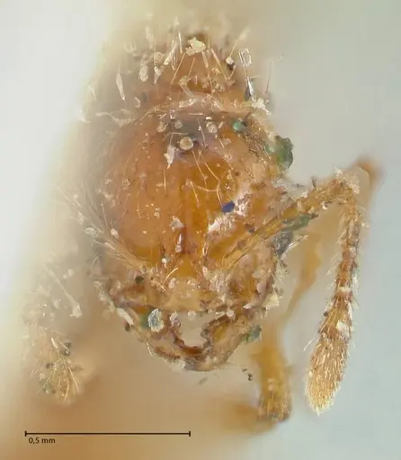 Solenopsis succinea specimen FOCOL1887 image focol1887_2
