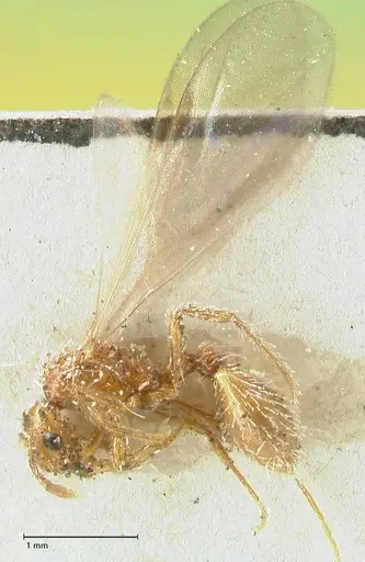 Solenopsis succinea specimen FOCOL1887 image focol1887_3