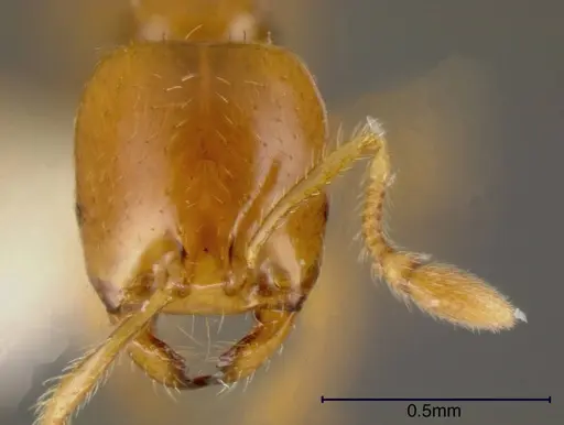 Solenopsis succinea specimen INBIOCRI001238349 image inbiocri001238349_1