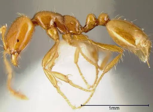Solenopsis succinea specimen INBIOCRI001238349 image inbiocri001238349_2