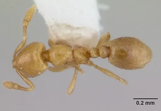Solenopsis sulfurea specimen CASENT0178130 image casent0178130_1