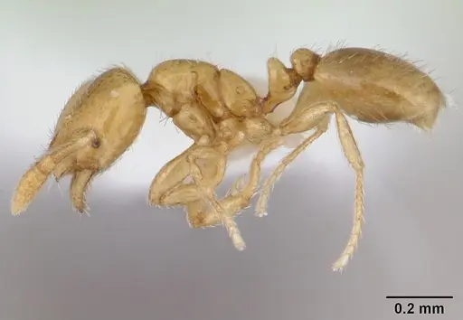 Solenopsis sulfurea specimen CASENT0178130 image casent0178130_3