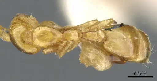 Solenopsis sulfurea specimen CASENT0904624 image casent0904624_1