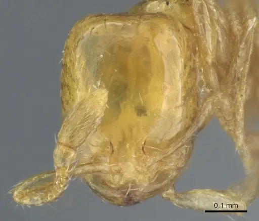 Solenopsis sulfurea specimen CASENT0904624 image casent0904624_2