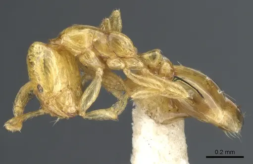 Solenopsis sulfurea specimen CASENT0904624 image casent0904624_3