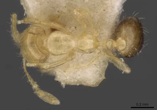 Solenopsis sulfurea specimen CASENT0908807 image casent0908807_1