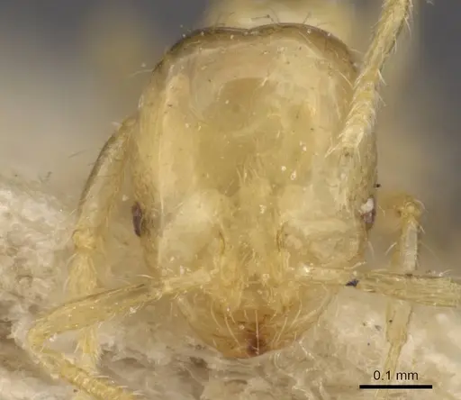 Solenopsis sulfurea specimen CASENT0908807 image casent0908807_2