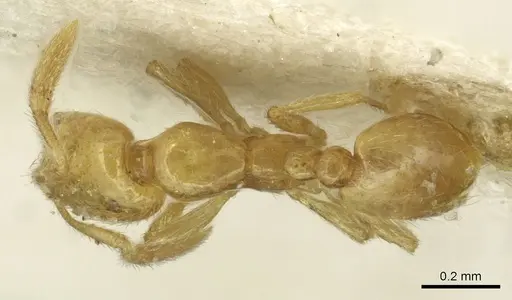 Solenopsis sulfurea specimen CASENT0913873 image casent0913873_1