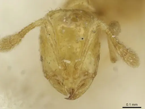 Solenopsis sulfurea specimen CASENT0913873 image casent0913873_2