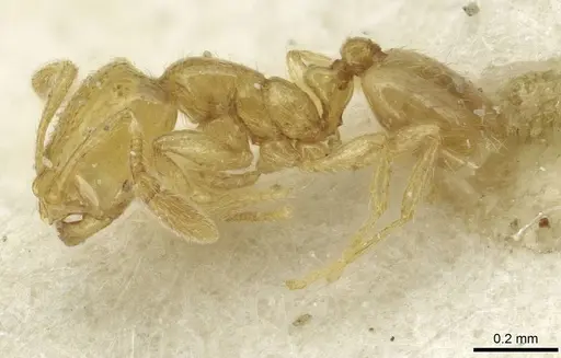 Solenopsis sulfurea specimen CASENT0913873 image casent0913873_3