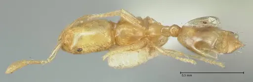 Solenopsis sulfurea specimen FOCOL1890 image focol1890_1