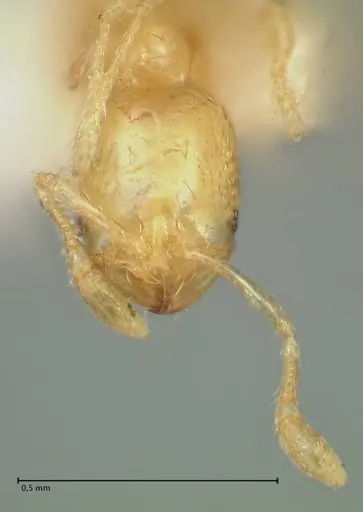 Solenopsis sulfurea specimen FOCOL1890 image focol1890_2
