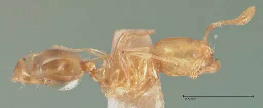 Solenopsis sulfurea specimen FOCOL1890 image focol1890_3