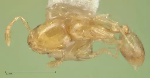 Solenopsis sulfurea specimen FOCOL1891 image focol1891_1
