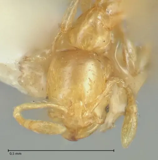 Solenopsis sulfurea specimen FOCOL1891 image focol1891_2