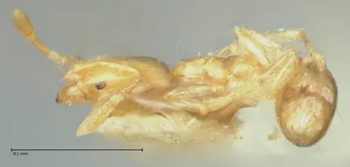 Solenopsis sulfurea specimen FOCOL1891 image focol1891_3