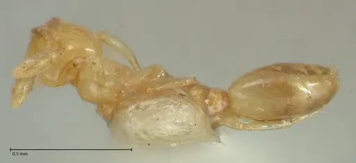 Solenopsis sulfurea specimen FOCOL1892 image focol1892_1
