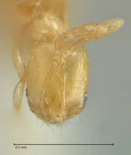 Solenopsis sulfurea specimen FOCOL1892 image focol1892_2