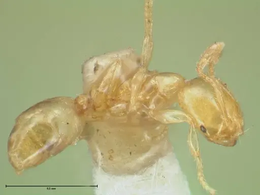 Solenopsis sulfurea specimen FOCOL1892 image focol1892_3