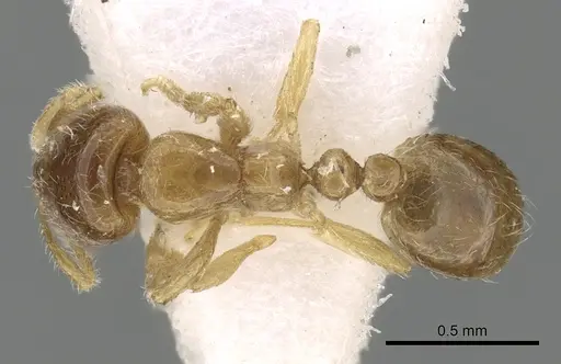 Solenopsis sumara specimen CASENT0249586 image casent0249586_1