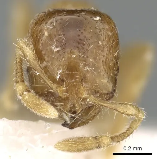 Solenopsis sumara specimen CASENT0249586 image casent0249586_2