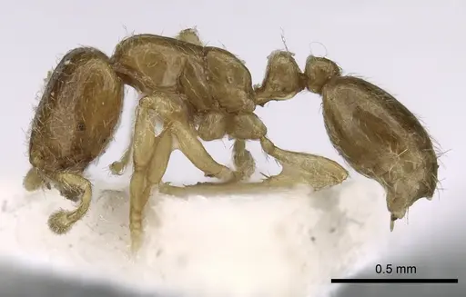 Solenopsis sumara specimen CASENT0249586 image casent0249586_3