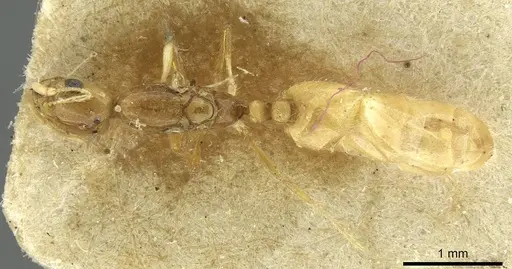 Solenopsis targuia specimen CASENT0913641 image casent0913641_1