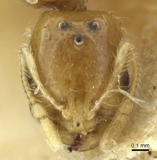 Solenopsis targuia specimen CASENT0913641 image casent0913641_2